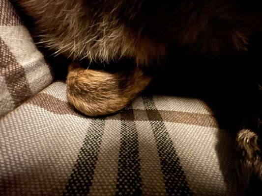 TierschutzhundeStammtisch🐕-Beitrag-Bild