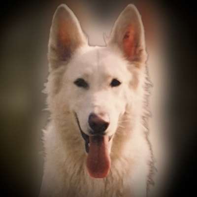 Hunde Porträt (Portrait) Galerie....-Beitrag-Bild