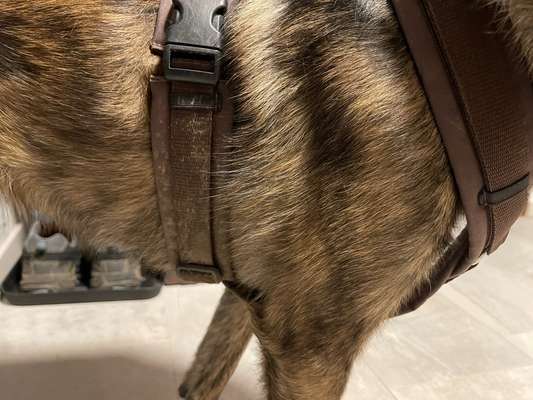 Wie sitzt mein Geschirr?-Beitrag-Bild