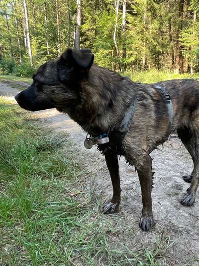 TierschutzhundeStammtisch🐕-Beitrag-Bild