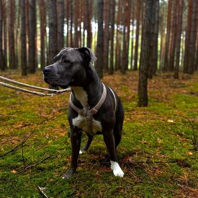 Hundetreffen-Gassi Partner-Bild