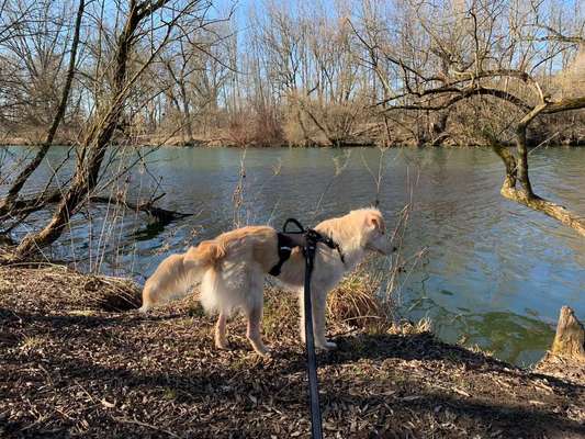 Welche Rassen könnten in meinem Dusty stecken?-Beitrag-Bild
