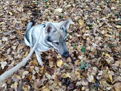 Hundetreffen-Gassirunde  zum auspowern... In der Nähe von Bad Friedrichshall-Bild