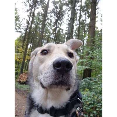 Hundetreffen-Ruhige Gassirunde in Eisingen-Bild