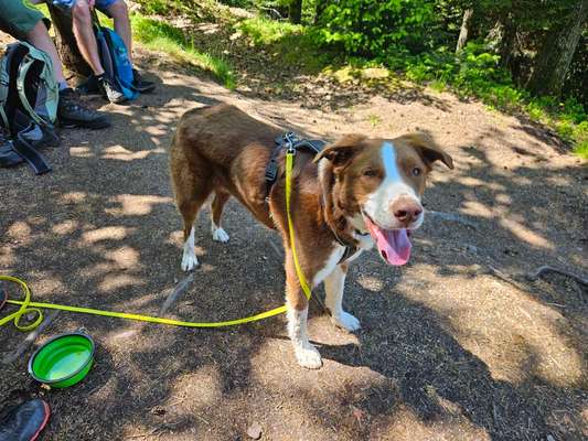 Hundetreffen-Social Walk-Bild