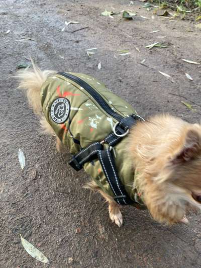 Hundekleidung - Top oder Flop-Beitrag-Bild