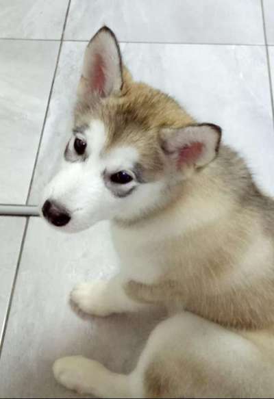 Welpen Bilder !-Beitrag-Bild