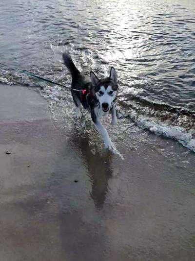 Dogorama-Monats-Challenge-Mai "Wasser"-Beitrag-Bild