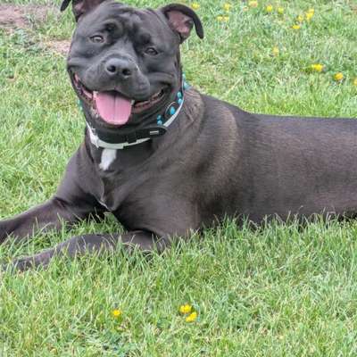 Hundetreffen-Meine 2 jährige Pitbull Hündin Nala sucht ein zum spielen 🤣-Bild