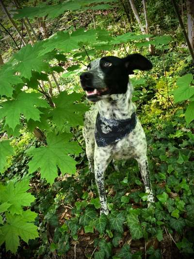 Dogorama Photo Challenge - TV Hund-Beitrag-Bild