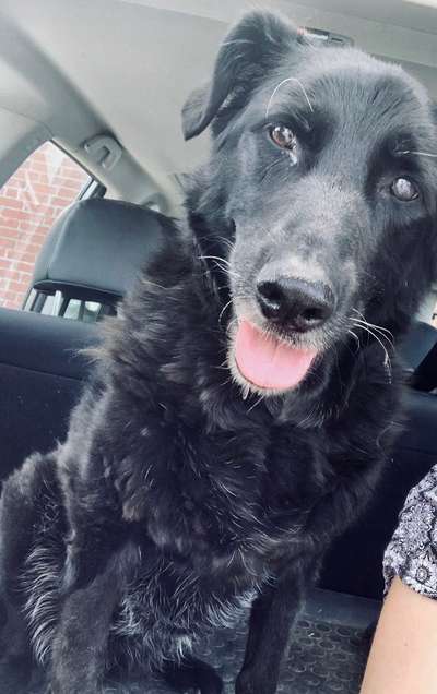 Unsere Fellnasen im Regenbogenland-Beitrag-Bild