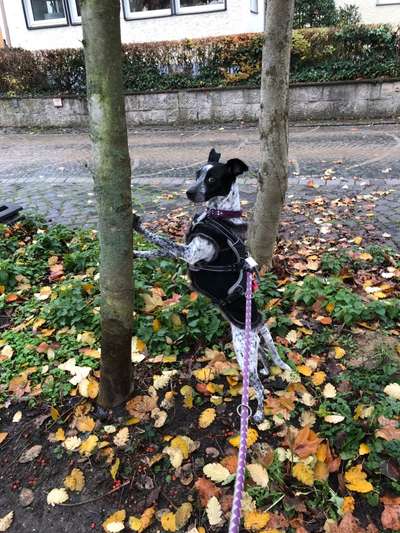 Fotochallenge NR. 123     -Karneval der Tiere--Beitrag-Bild