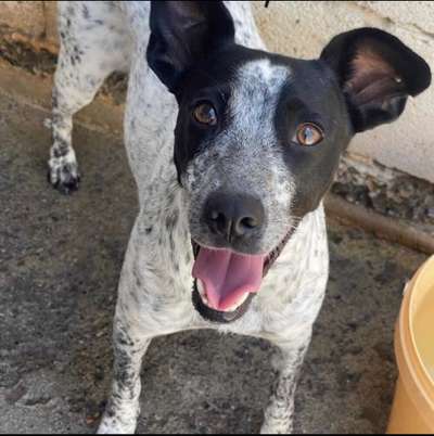 TierschutzhundeStammtisch🐕-Beitrag-Bild