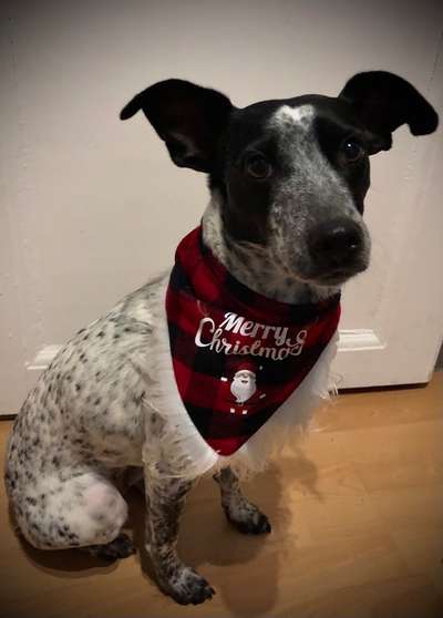 33. Handy Foto Challenge - Verkleidung deines Hundes-Beitrag-Bild