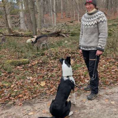 Hundetreffen-Trainingspartner gesucht-Bild