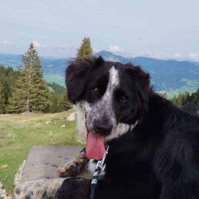 Hundetreffen-Spiel und Gassirunde-Profilbild