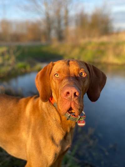 Hundetreffen-Spielen-Bild