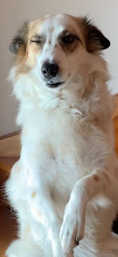 Die Dogorama-Wochen-Challenge "Die schönste Grimasse"-Beitrag-Bild