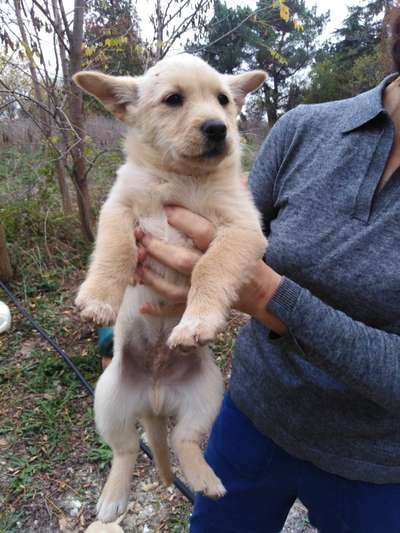 Wie kamst du zu deinem Hund?-Beitrag-Bild