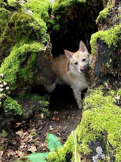 Wie kamst du zu deinem Hund?-Beitrag-Bild