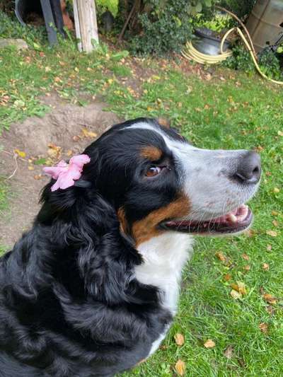 Challenge 23 : "  Euer Hund beim Frühlingserwachen "-Beitrag-Bild