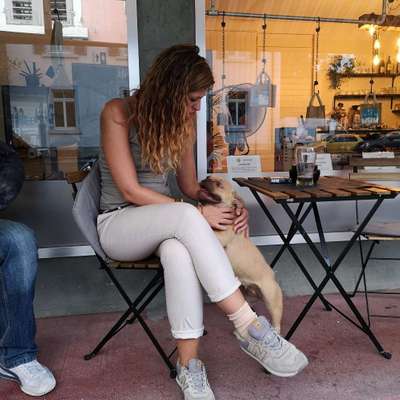 Hundetreffen-Baden Umgebung