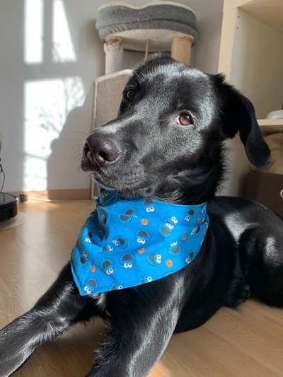 Dogorama Photo Challenge - Einmal lächeln bitte-Beitrag-Bild