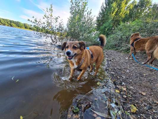 Mischlingshunde Foto Aufruf-Beitrag-Bild