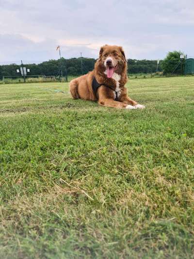 Herdenschutzhunde und Herdi-Mixe-Beitrag-Bild