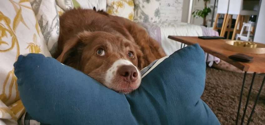 Dogorama Photo Challenge - Hundeblick zum hinschmelzen-Beitrag-Bild