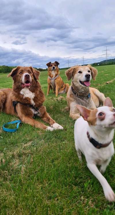 Bester Freund, Hundekumpel - zeigt her!-Beitrag-Bild