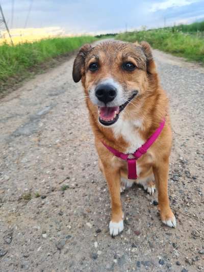 Dogorama Photo Challenge - Hundeblick zum hinschmelzen-Beitrag-Bild