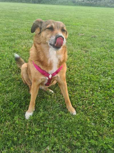 Fotochallenge Nr. 59 - Mein Hund zeigt die Zunge-Beitrag-Bild