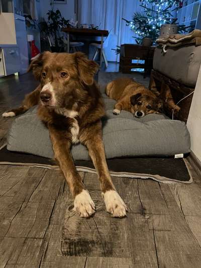 BIG LOVE :) mit 2 Hunden❣️-Beitrag-Bild