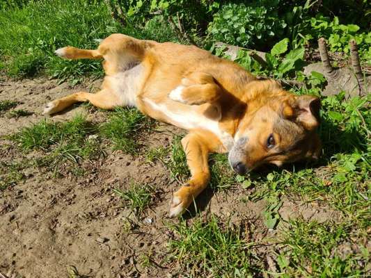 Die Dogorama Kalender Challenge 4/4-Beitrag-Bild