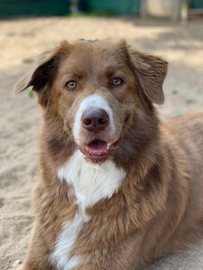 Mischlingshunde Foto Aufruf-Beitrag-Bild