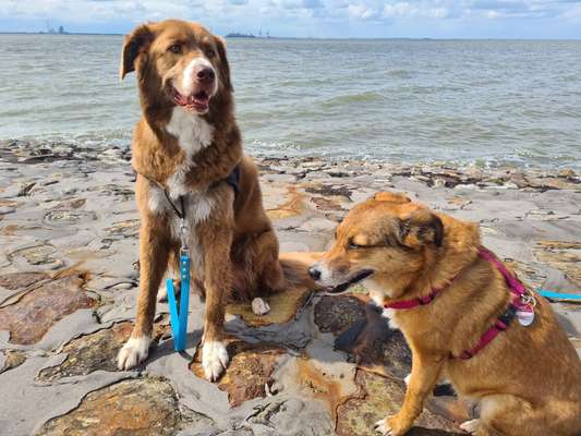 Dogorama Photo Challenge - Tierischer Urlaub-Beitrag-Bild