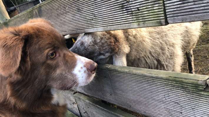 Zeigt mal die schönsten Bilder von euren Hunden !-Beitrag-Bild