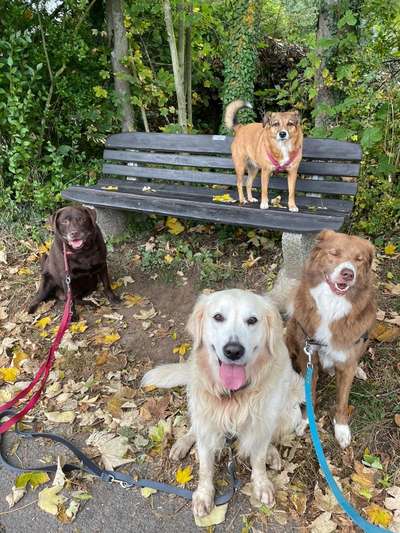 Bester Freund, Hundekumpel - zeigt her!-Beitrag-Bild