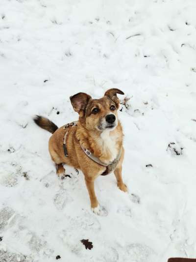 Fotochallenge 61 ~ Schnee-Beitrag-Bild