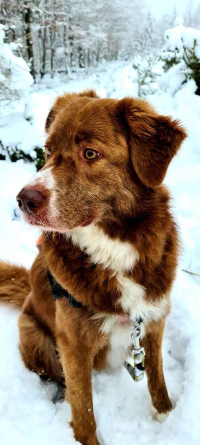 Fotochallenge 61 ~ Schnee-Beitrag-Bild