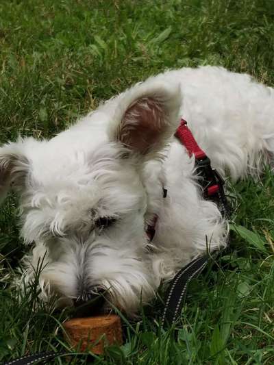 Zwergschnauzer-Beitrag-Bild