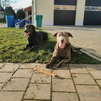 Hundetreffen-Spiel treffen-Bild