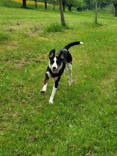 Podenco/Mischlinge hier? :-)-Beitrag-Bild