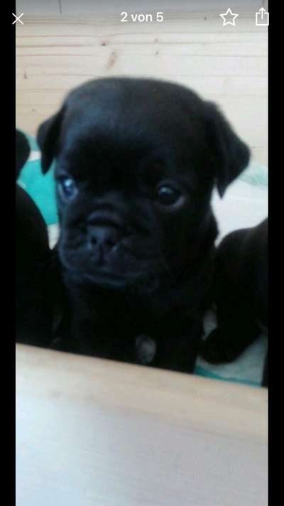 Welpen Bilder !-Beitrag-Bild