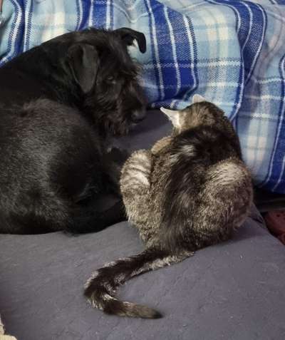 Hund und Katz Momente-Beitrag-Bild