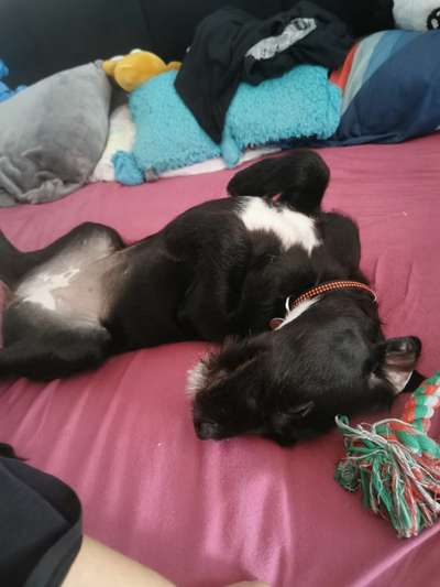 Die Dogorama Wochen Challenge-Beitrag-Bild