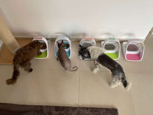 Hunde und Katzen - Futter trennen-Beitrag-Bild