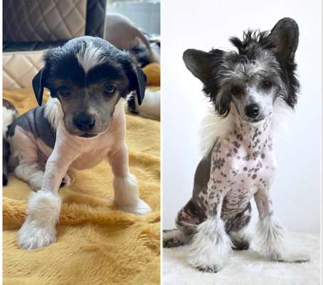 Vom Welpen zum Hund-Beitrag-Bild