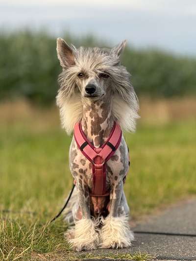 Wie kamst du zu deinem Hund?-Beitrag-Bild